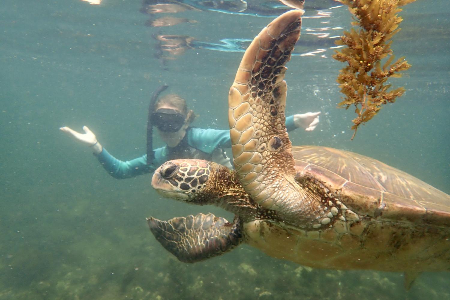 一名<a href='http://47.baligou.org'>全球十大赌钱排行app</a>学生在Galápagos群岛游学途中与一只巨龟游泳.